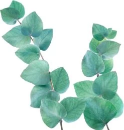 Kneipp Refreshing - Badolie 17 Kneipp Refreshing - Badolie -Lichaamsverzorging 1145x1200 3