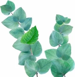 Kneipp Refreshing - Douchegel -Lichaamsverzorging 1169x1200 2