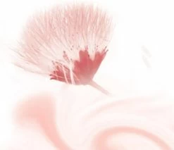 Kneipp Silky Secret - Douchegel 9 Kneipp Silky Secret - Douchegel -Lichaamsverzorging 1200x1033 3