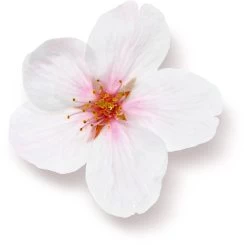 Rituals The Ritual Of Sakura Magic Touch Body Cream 100 Tube - 3 Pack - Rice Milk En Cherry Blossom -Lichaamsverzorging 1200x1191