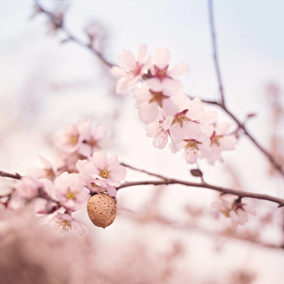 Weleda Zwangerschapsolie 3 Weleda Zwangerschapsolie - Afbeelding 3