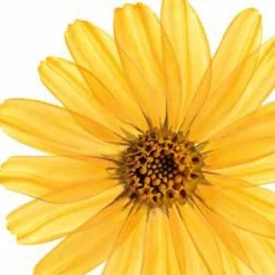 Kneipp Arnica Active - Massageolie -Lichaamsverzorging 1200x1200 236