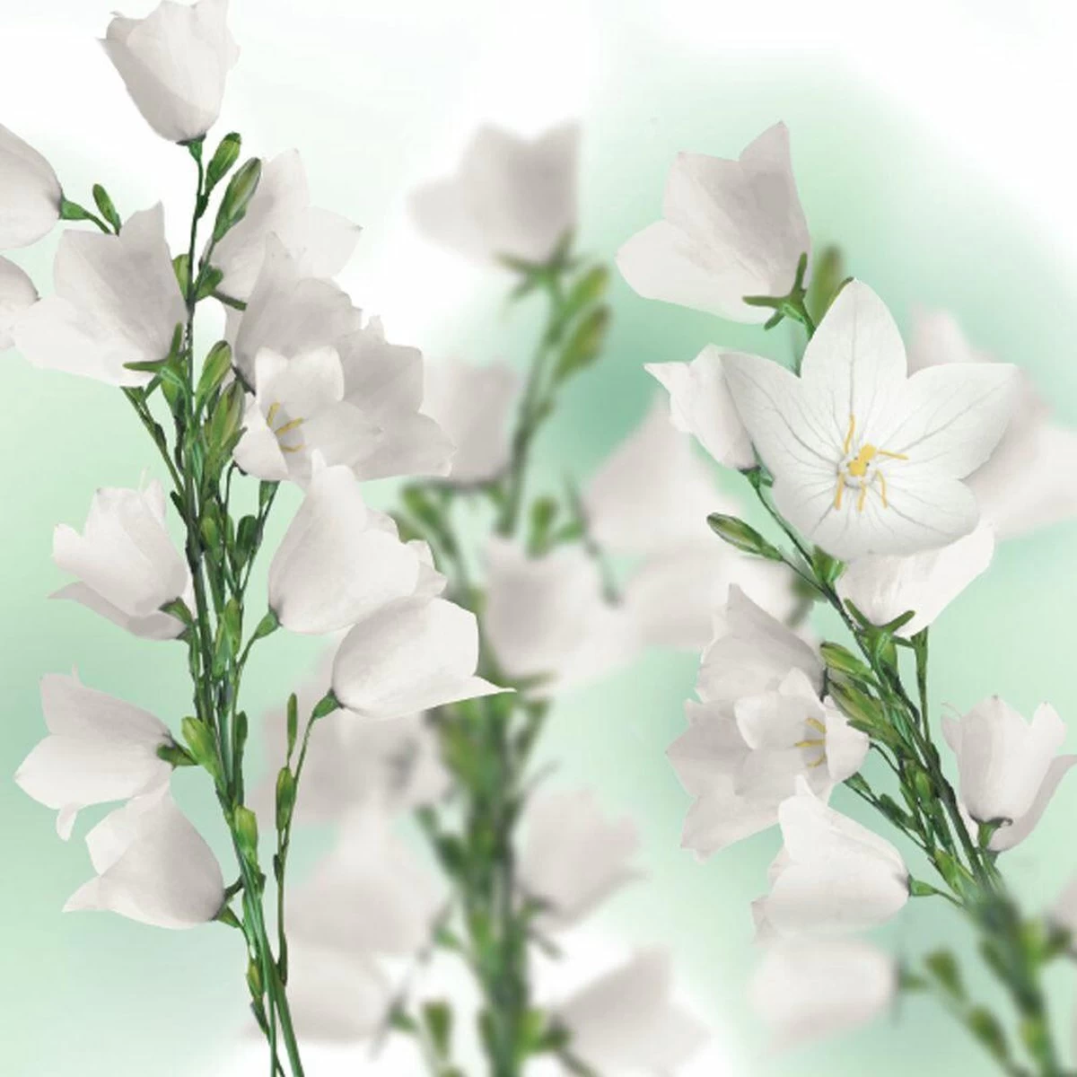 Kneipp Balancing - Douchegel 3 Kneipp Balancing - Douchegel - Afbeelding 3