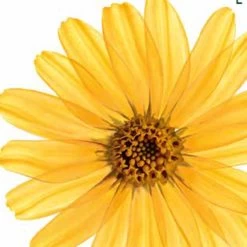 Kneipp Arnica Active - Badkristallen 17 Kneipp Arnica Active - Badkristallen -Lichaamsverzorging 1200x1200 822