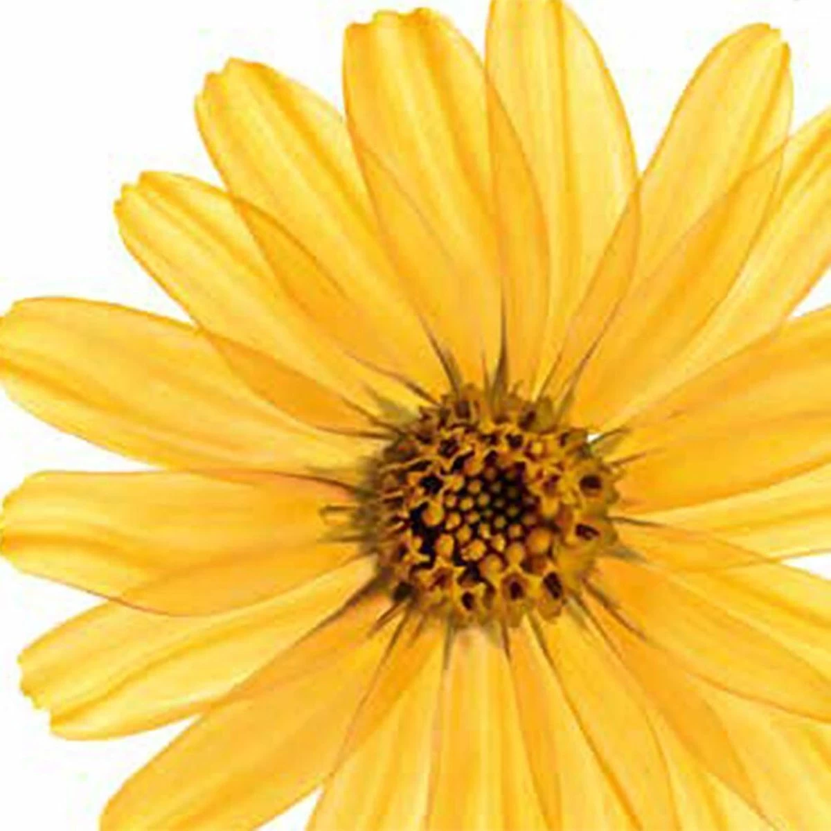 Kneipp Arnica Active - Douchegel 2 Kneipp Arnica Active - Douchegel - Afbeelding 2