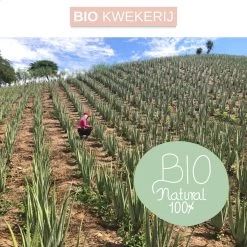 Dr. Green® 1x- Aloë Vera Blad - MAAK GEL IN 3 MINUTEN - 100% Puur - Biologisch -Lichaamsverzorging 1200x1200 94