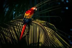 Kahai Oil - Monster 2 Ml - 100% Natuurlijke Anti-Aging Gezichtsolie - Cacay Olie - Huidverzorging - Krijg €3,- Retour Bij De Volgende Bestelling! -Lichaamsverzorging 1200x800 13