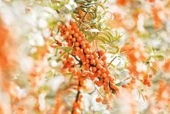 Weleda DUINDOORN VITALISERENDE BODY LOTION 8 Weleda DUINDOORN VITALISERENDE BODY LOTION -Lichaamsverzorging 1200x800 8