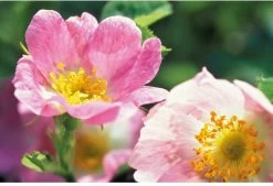 Weleda Wilde Rozen Harmoniserende Body Olie -Lichaamsverzorging 1200x822