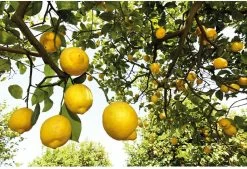 Weleda Citrus 24h Roll-On Deodorant -Lichaamsverzorging 1200x822 3