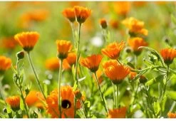 Weleda Calendula Massageolie -Lichaamsverzorging 1200x825 1