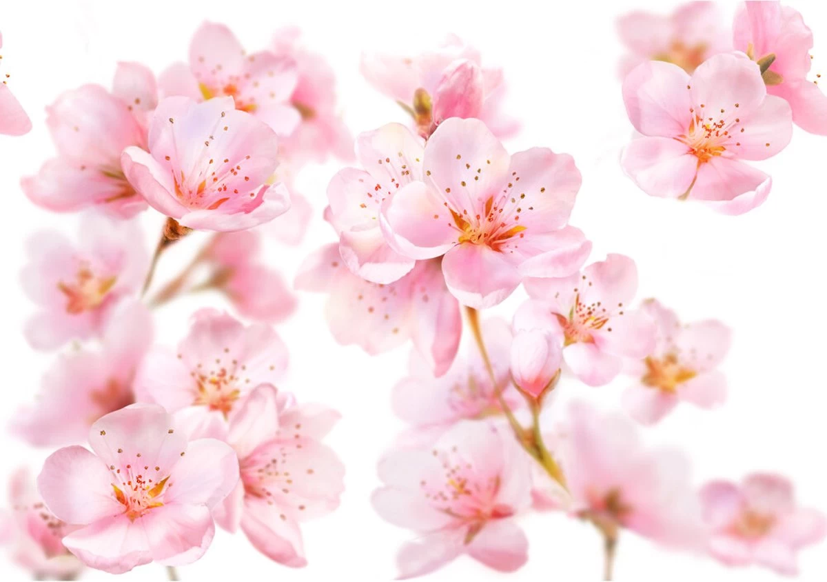 Kneipp Soft Skin - Douche Foam 2 Kneipp Soft Skin - Douche Foam - Afbeelding 2