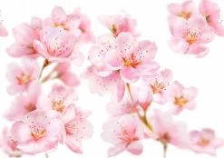 Kneipp Soft Skin - Douchegel -Lichaamsverzorging 1200x846 2