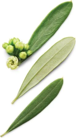 Armani Code Pour Homme Deo Stick - 75 Ml -Lichaamsverzorging 659x1200 1