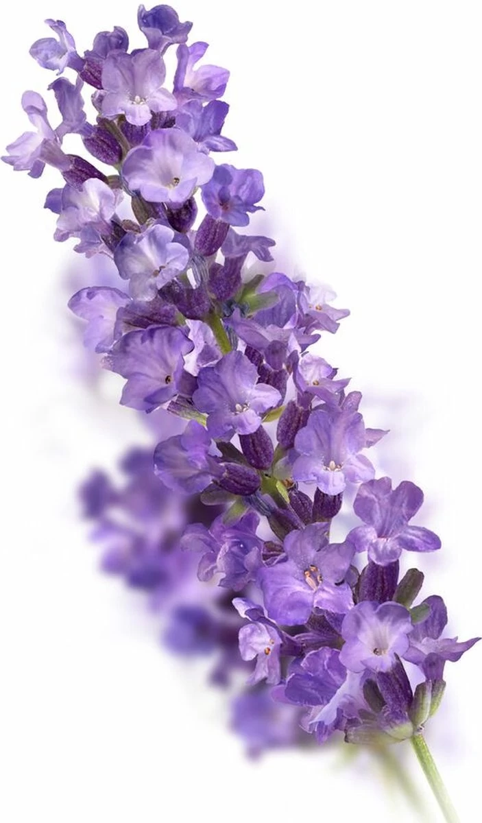 Kneipp Relaxing - Massageolie 6 Kneipp Relaxing - Massageolie - Afbeelding 6