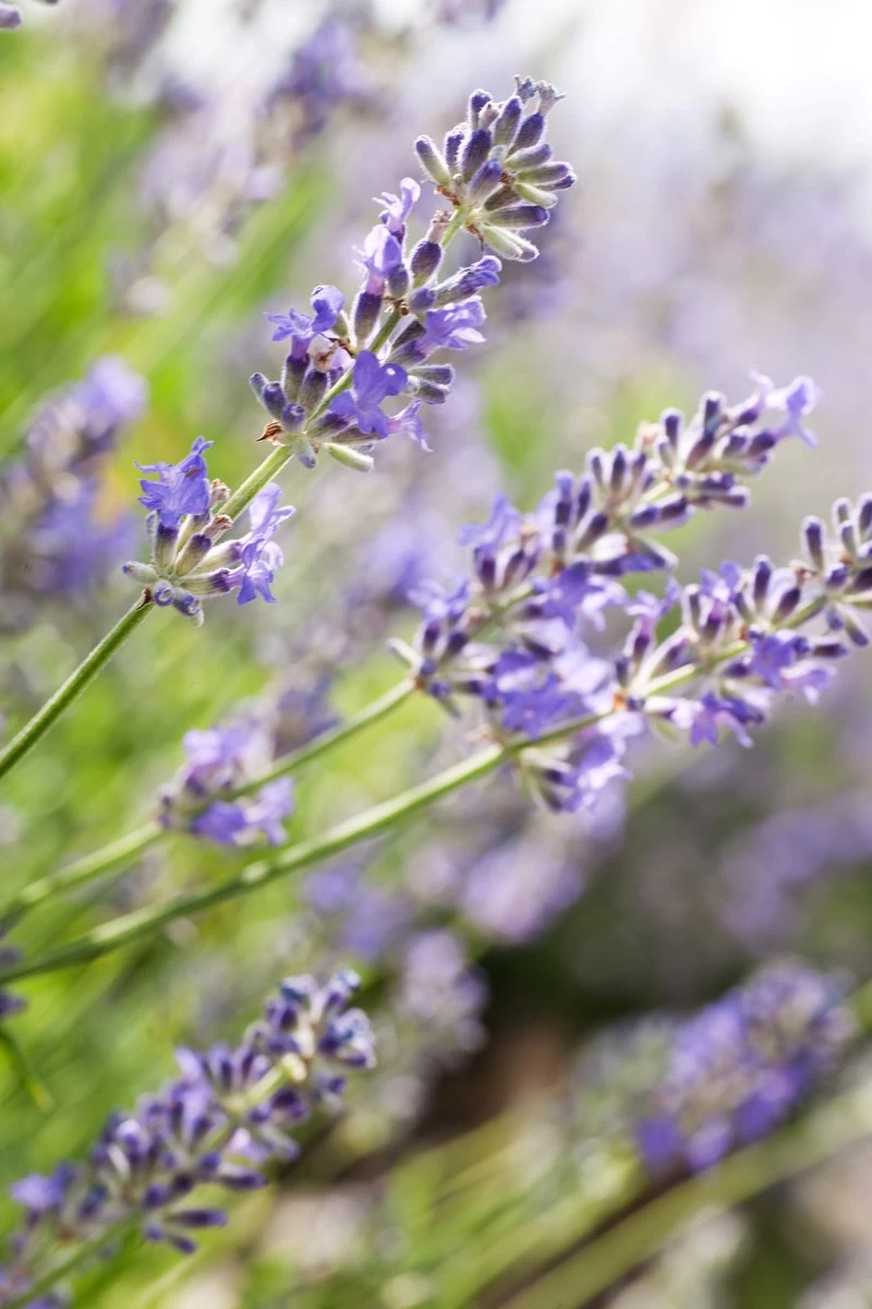 Weleda Lavendel Ontspannende Body Olie 2 Weleda Lavendel Ontspannende Body Olie - Afbeelding 2