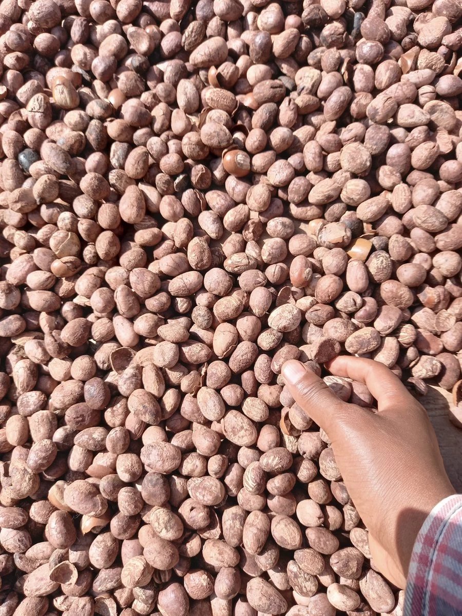 Whipped Unrefined Shea Butter - Biologisch Opgeklopte Ongeraffineerd Sheaboter Sheabutter 500 Ml 2 Whipped Unrefined Shea Butter - Biologisch Opgeklopte Ongeraffineerd Sheaboter Sheabutter 500 Ml - Afbeelding 2